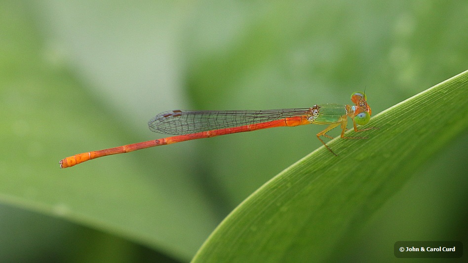 J17_2965 Ceriagrion auranticum male.JPG